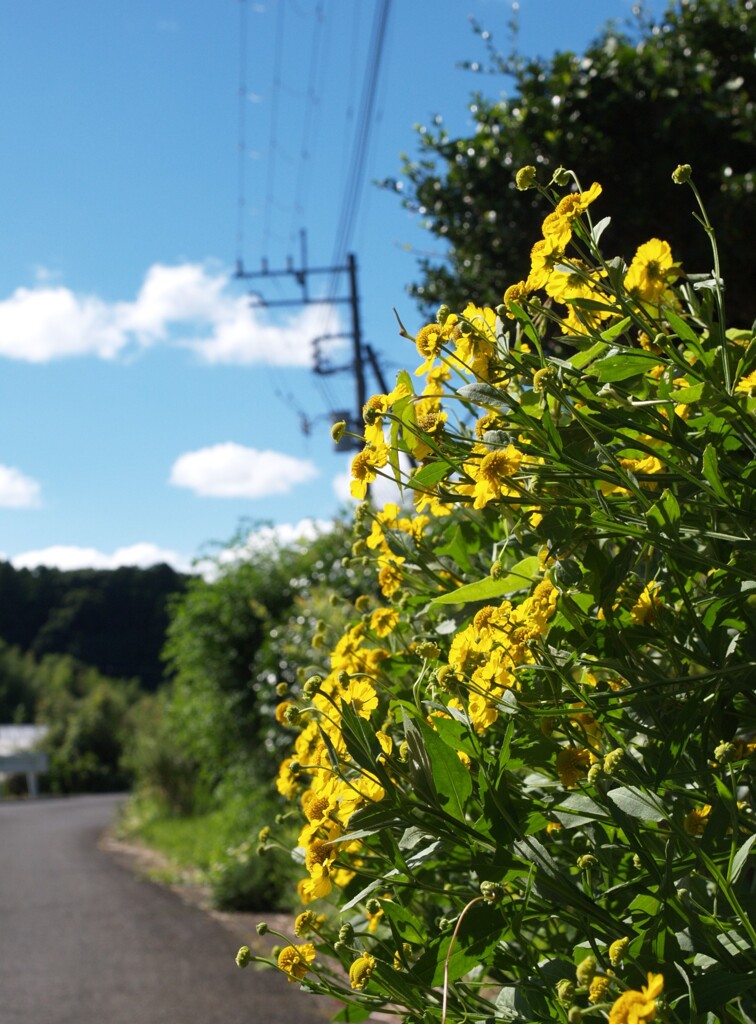 八月の里山