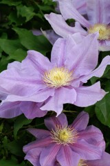 散歩で出会った花