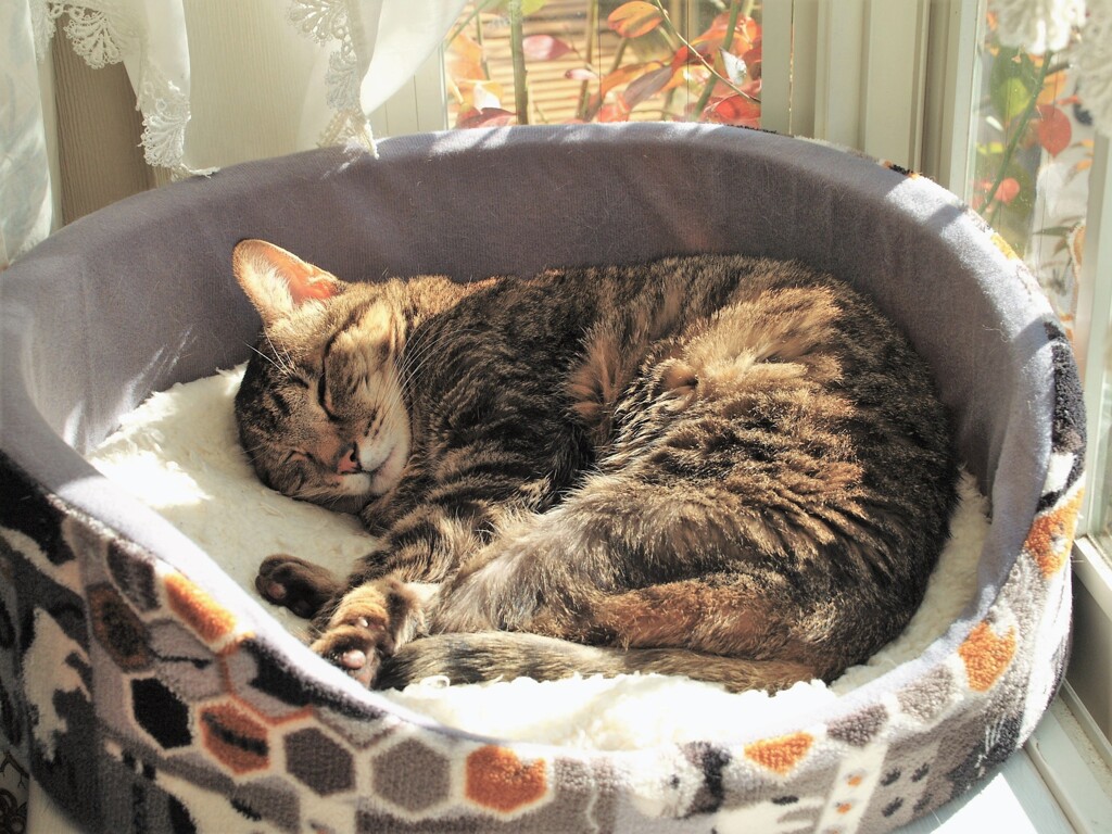 オレはここでステイホーム