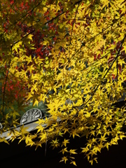 本土寺の秋Ⅴ
