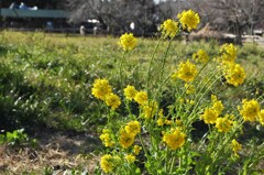 春を待つ秋元牧場