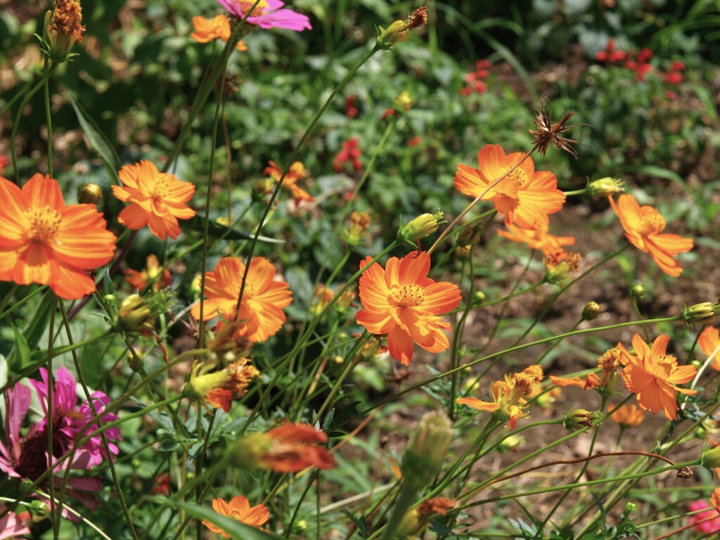 夏の花景色