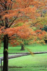秋の公園・散歩道