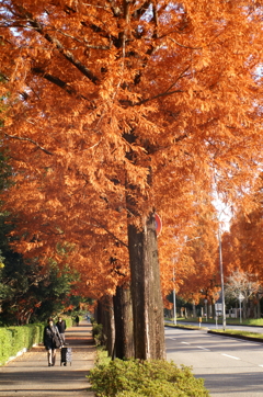オールドレンズで見つけた秋