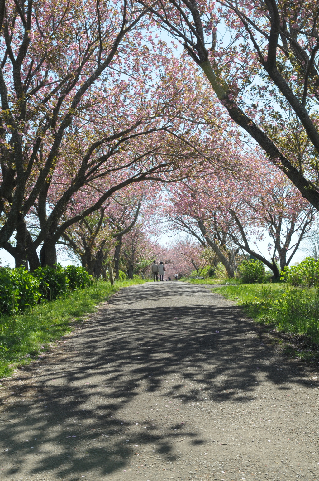 春の秋元牧場