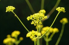 秋の七草というけれど…