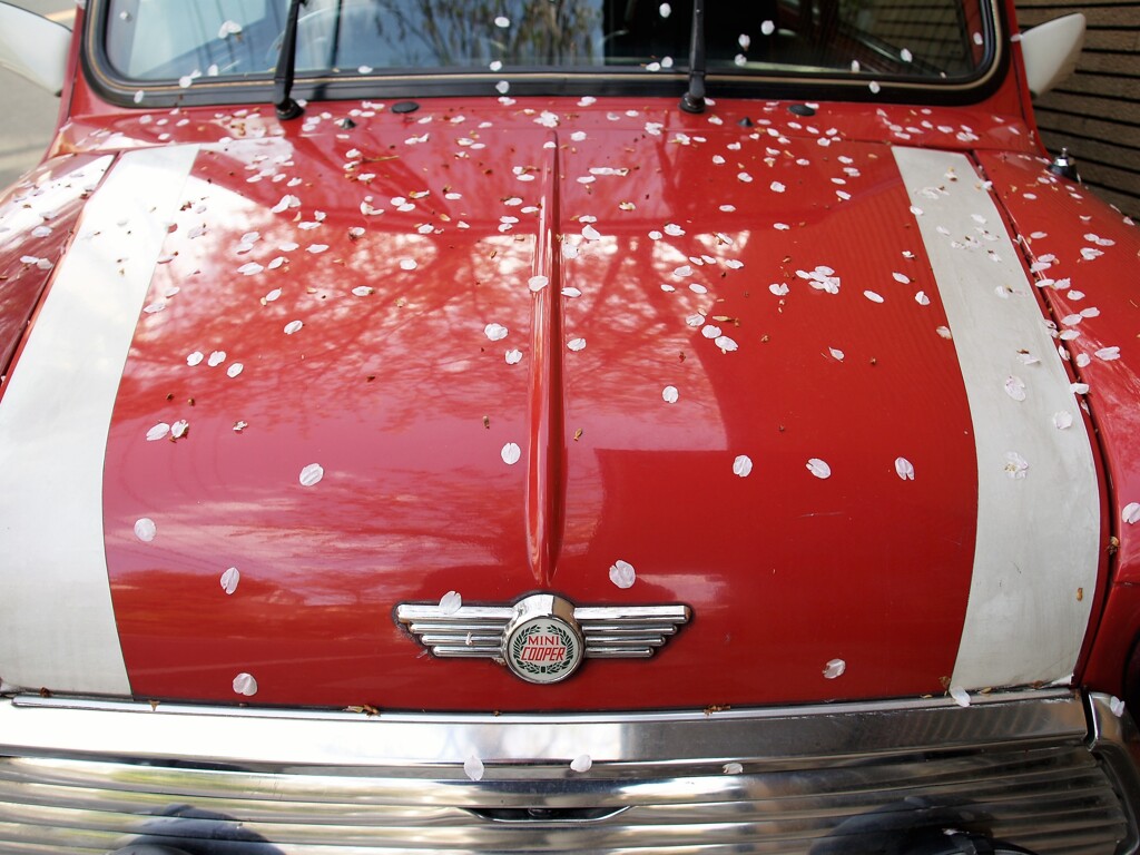 蔵出し  ボンネットの上の春