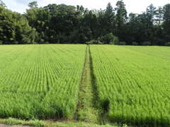 梅雨の晴れ間の日を浴びて