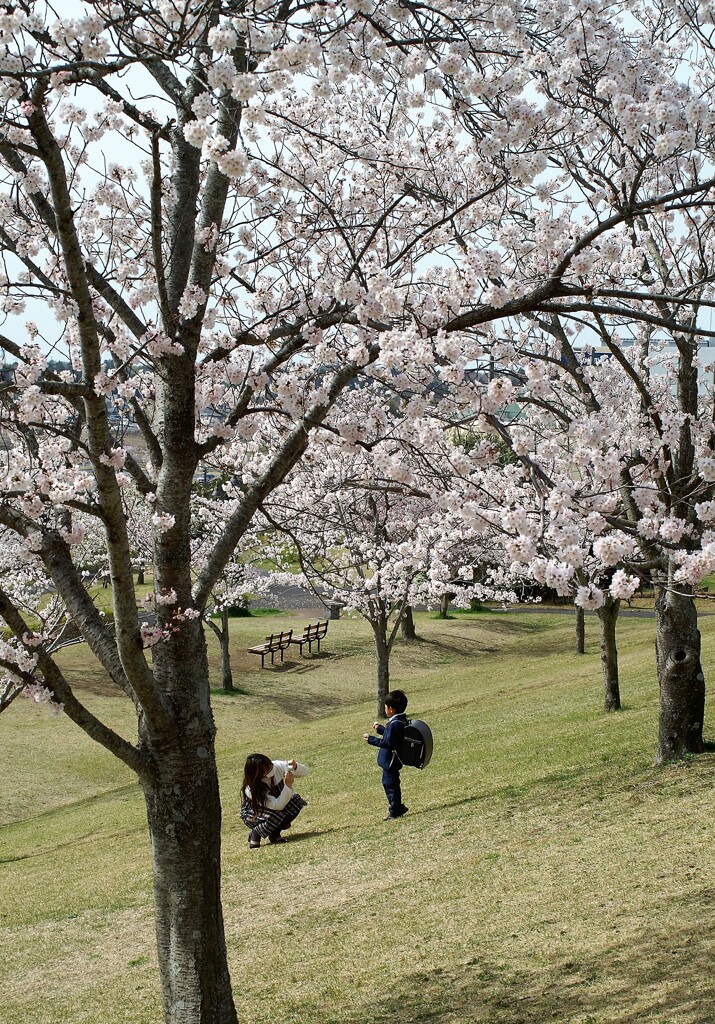 桜咲く日に