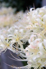 散歩で出会った草花