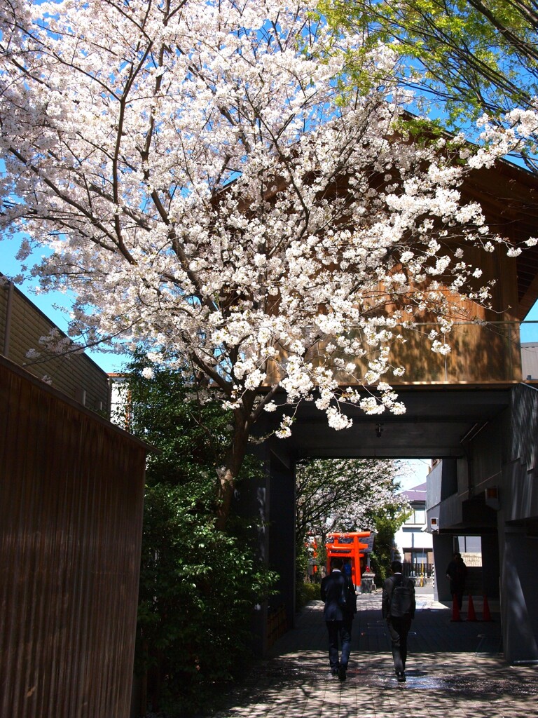 桜咲く春