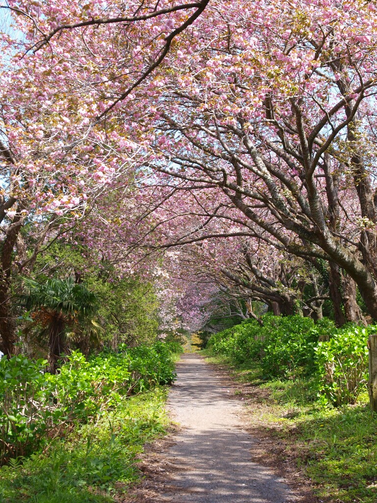 牧場の春