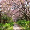 牧場の春