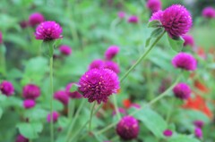 散歩で出会った草花