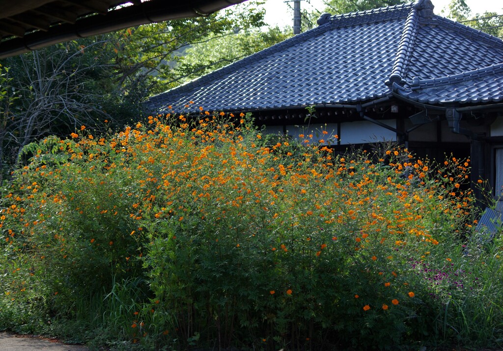 里山初秋