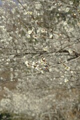 静かに満開