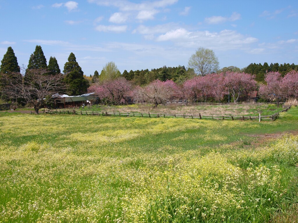 牧場の春