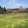 牧場の春