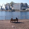 冬の海が見たくなって…