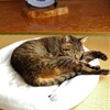 オレはここでスティホーム