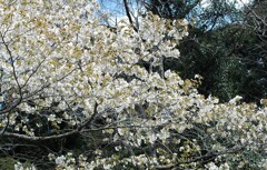 里山桜