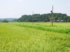 小湊夏日記　風に吹かれて