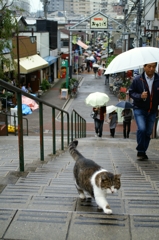 ヤバイ、雨が降ってきたニャ…。