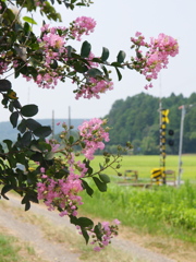 小湊夏日記　百日紅