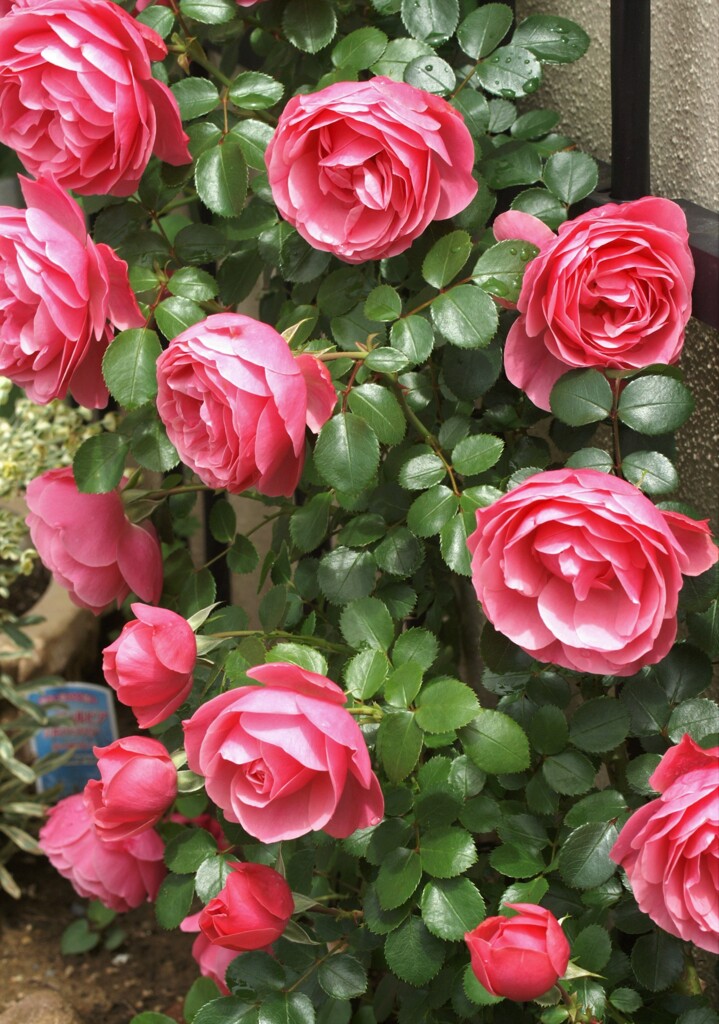 薔薇