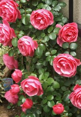 薔薇