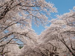 桜・やっとお花見できました
