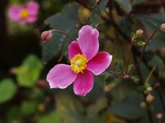 散歩で出会った草花7
