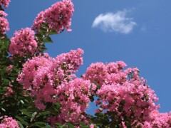 夏の花景色