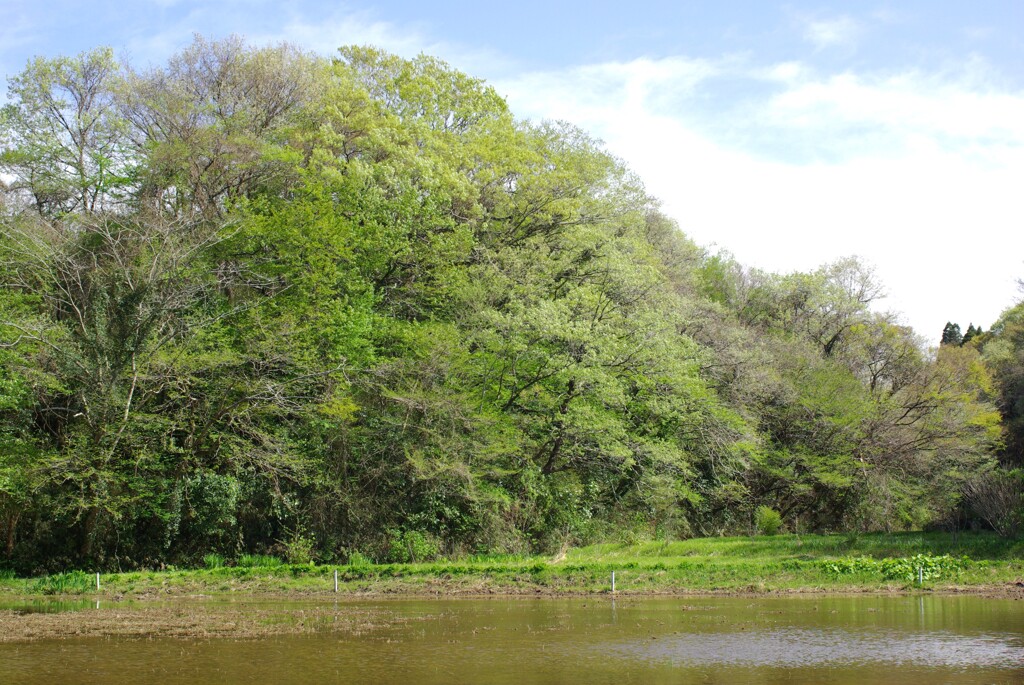 里山春景色
