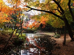 石神井公園の秋2