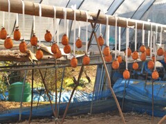 ビニルハウスの干し柿