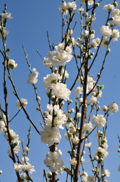 春爛漫　白い花桃