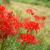 畦道に咲く