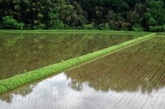 田植えも終わって