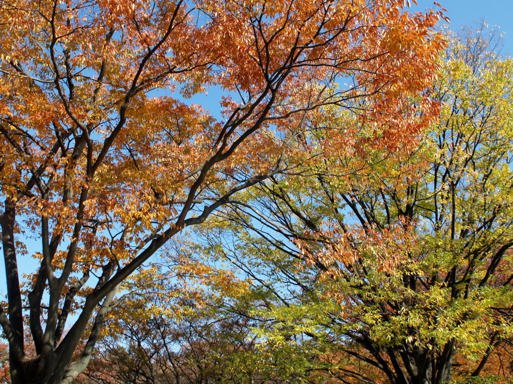 代々木公園の秋Ⅲ