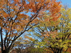 代々木公園の秋Ⅲ