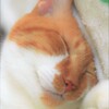 夢の中