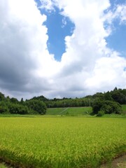 八月の里山