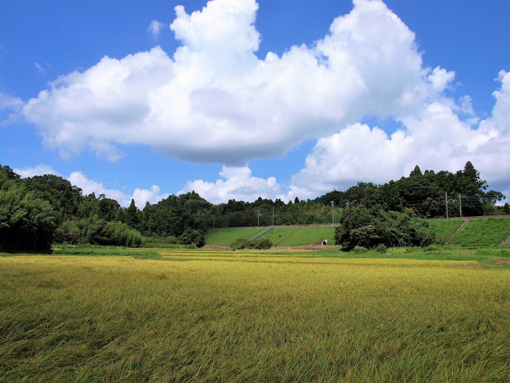 空・雲・風・稲穂