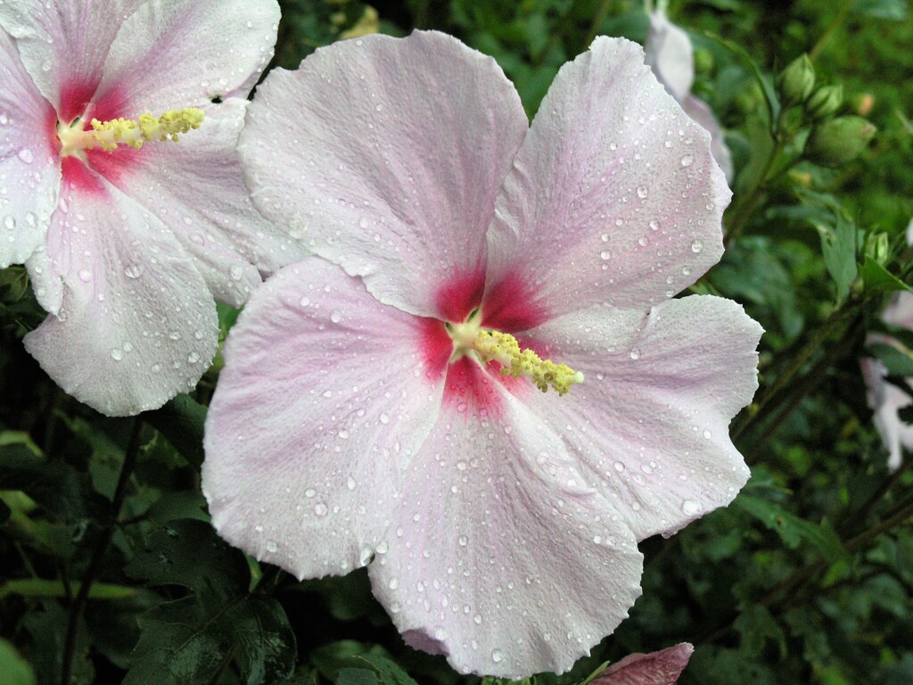 散歩で出会った草花