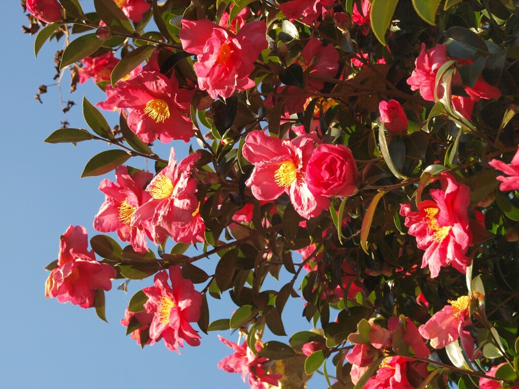 山茶花