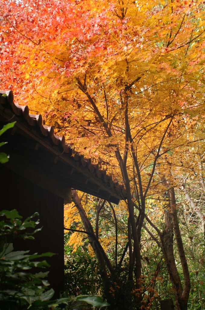 オールドレンズで見つけた秋