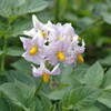 ジャガイモの花