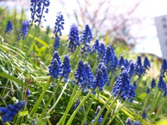 春を彩る花たち