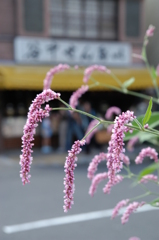小さい秋  谷中